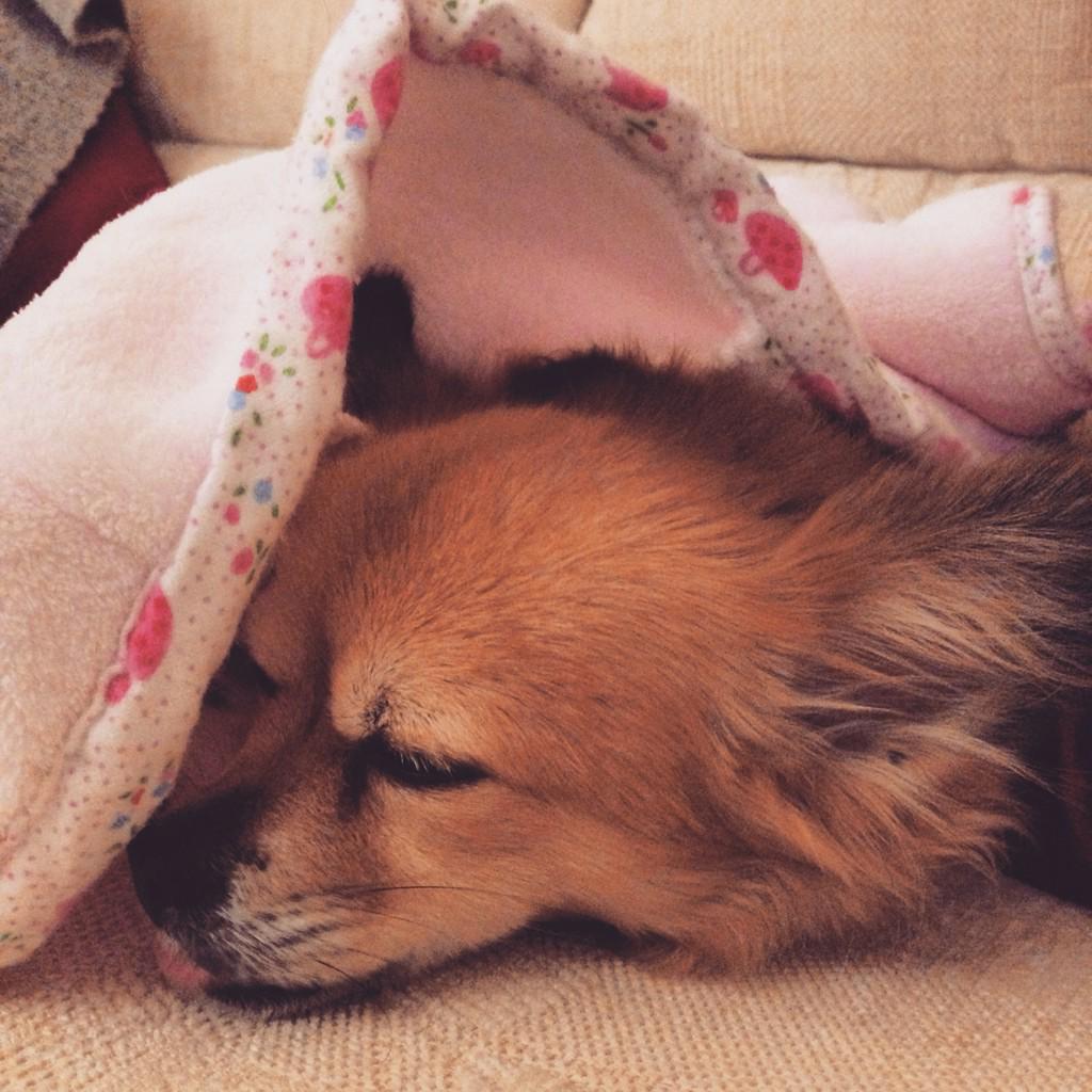 Poppy_thedog's tweet photo. Happy New Year to all my doggie friends! I don't plan on being awake at 12am 😴 #NYE2015 #nyelondon #NYE #cute #dogs http://t.co/4KLzNxeHpU