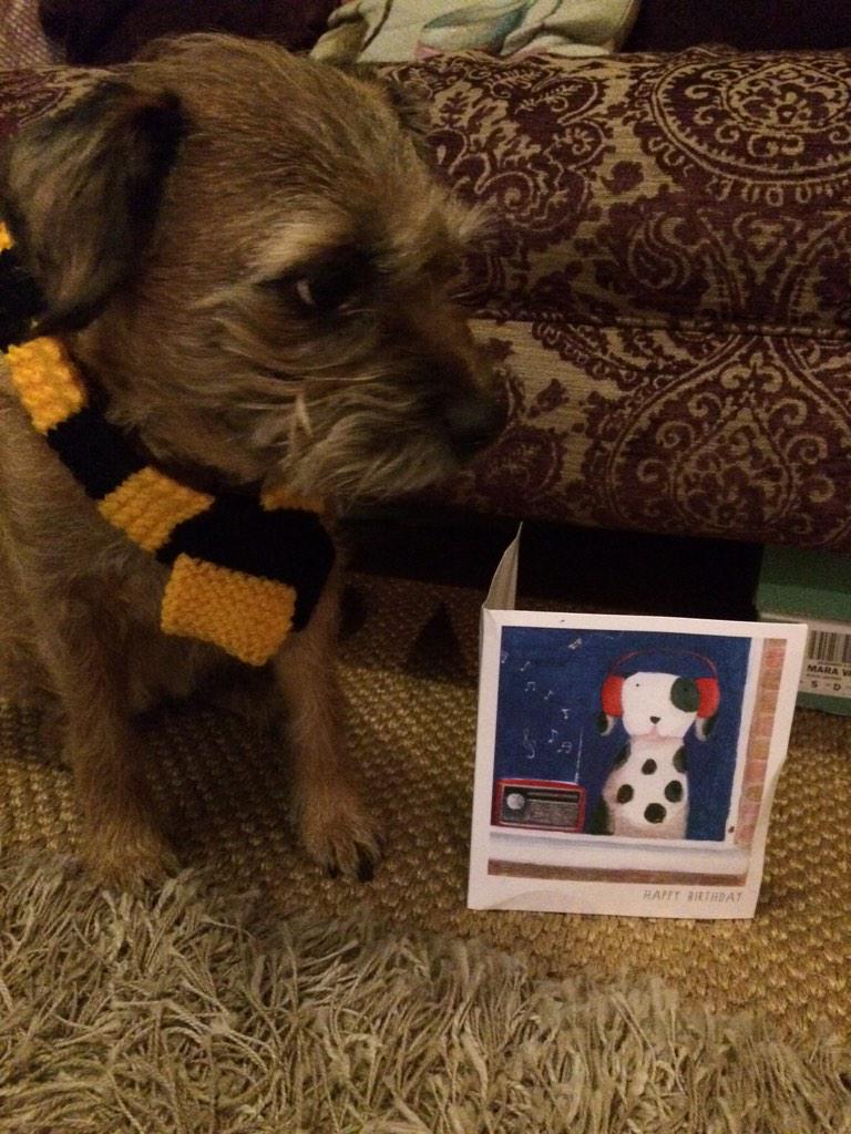TheWorldofCus's tweet photo. Woof! It's my birfday... Pic of me wiv my scarf and card... It's ben a lovely day with lots of treats... http://t.co/pEGL8NCQyj