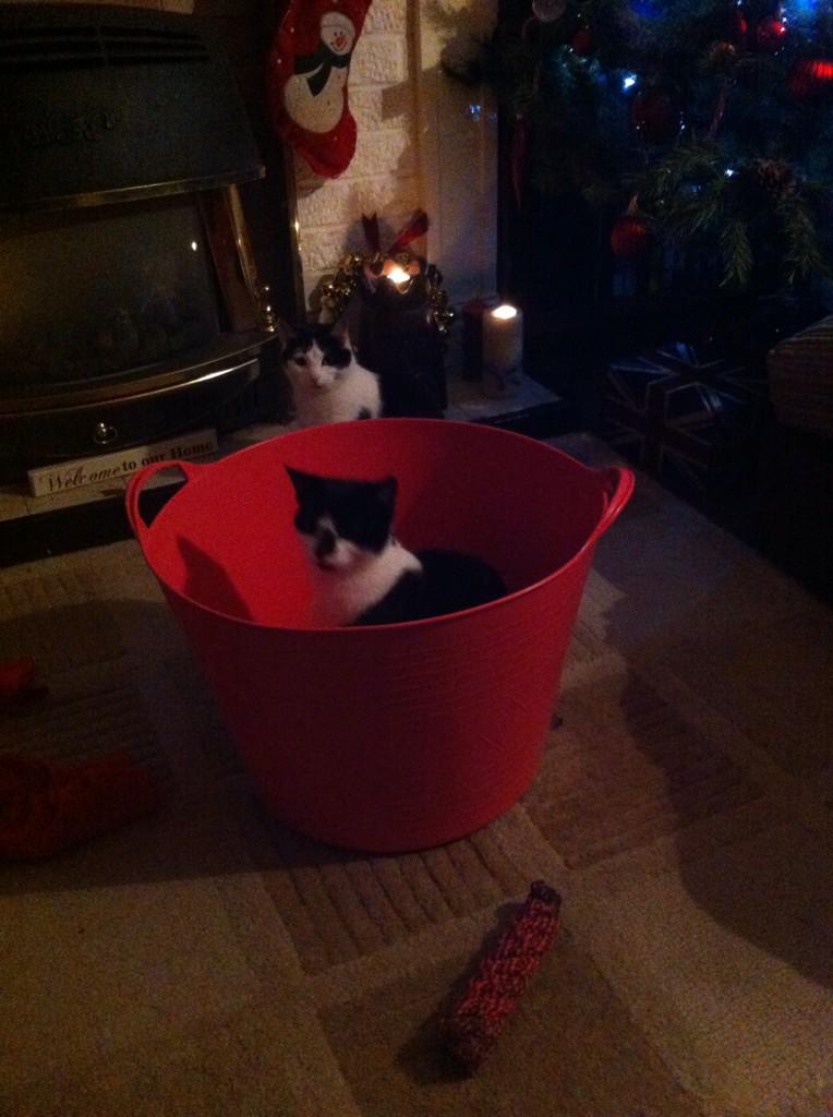 Victoria_Walton's tweet photo. @Xx_Jenn_xX Hello pussy cat!.... 'Ere, what you doing sitting in a bucket? #Balowski http://t.co/7TgdhFGIaf