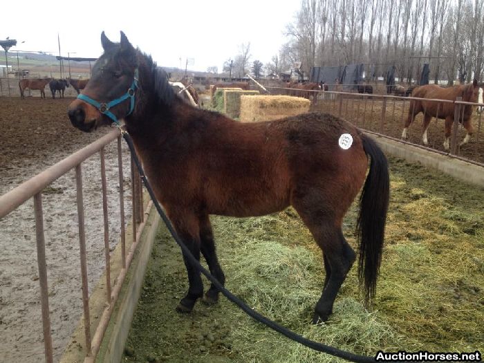 SaveAnEquine's tweet photo. KILL PEN: PASSED SHIP DATE
MORE INFORMATION &amp; CONTACT INFO: http://t.co/IywGjSRdcl http://t.co/emu8lr4cjw