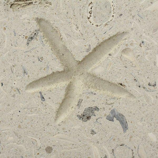 MatrixZStone's tweet photo. Starfish in Shell##gems #MatrixZ http://t.co/ieo4oGXuPp http://t.co/XV0rpi1sAA