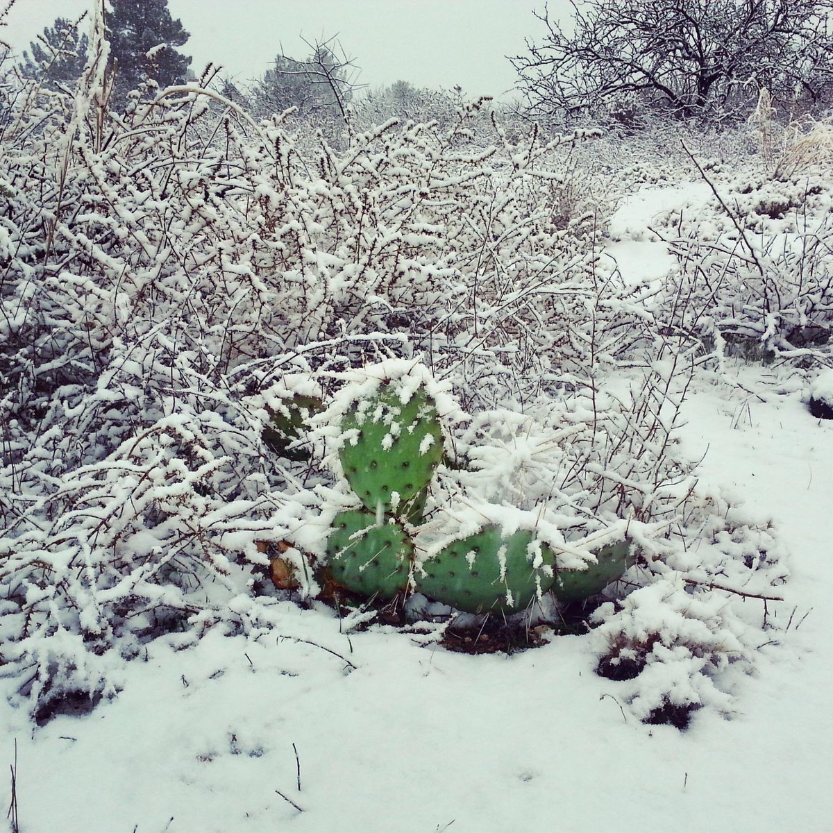 MtnViewVilla's tweet photo. More snowy pictures! #NewYearsStorm #Cottonwood #Arizona http://t.co/mLB7WHeZ1B