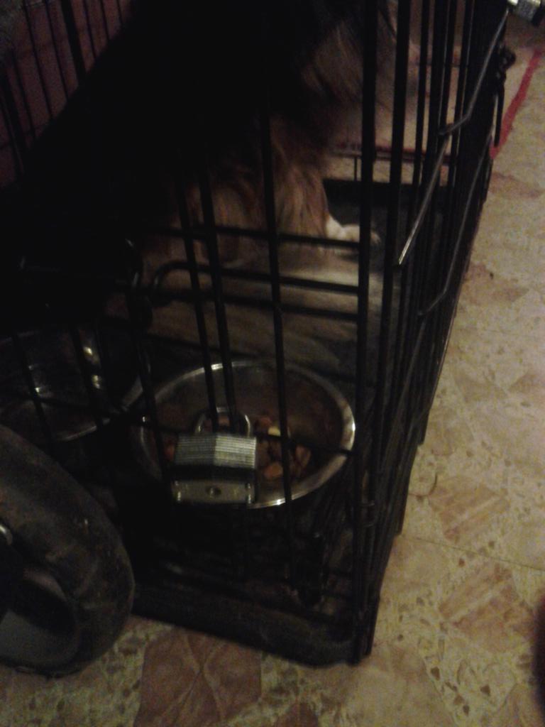 tharobertroyal's tweet photo. Is this considered cruelty to animals?  Left her locked up like this since this morning &amp; not home until 1 a.m. http://t.co/fwLPdDsolM