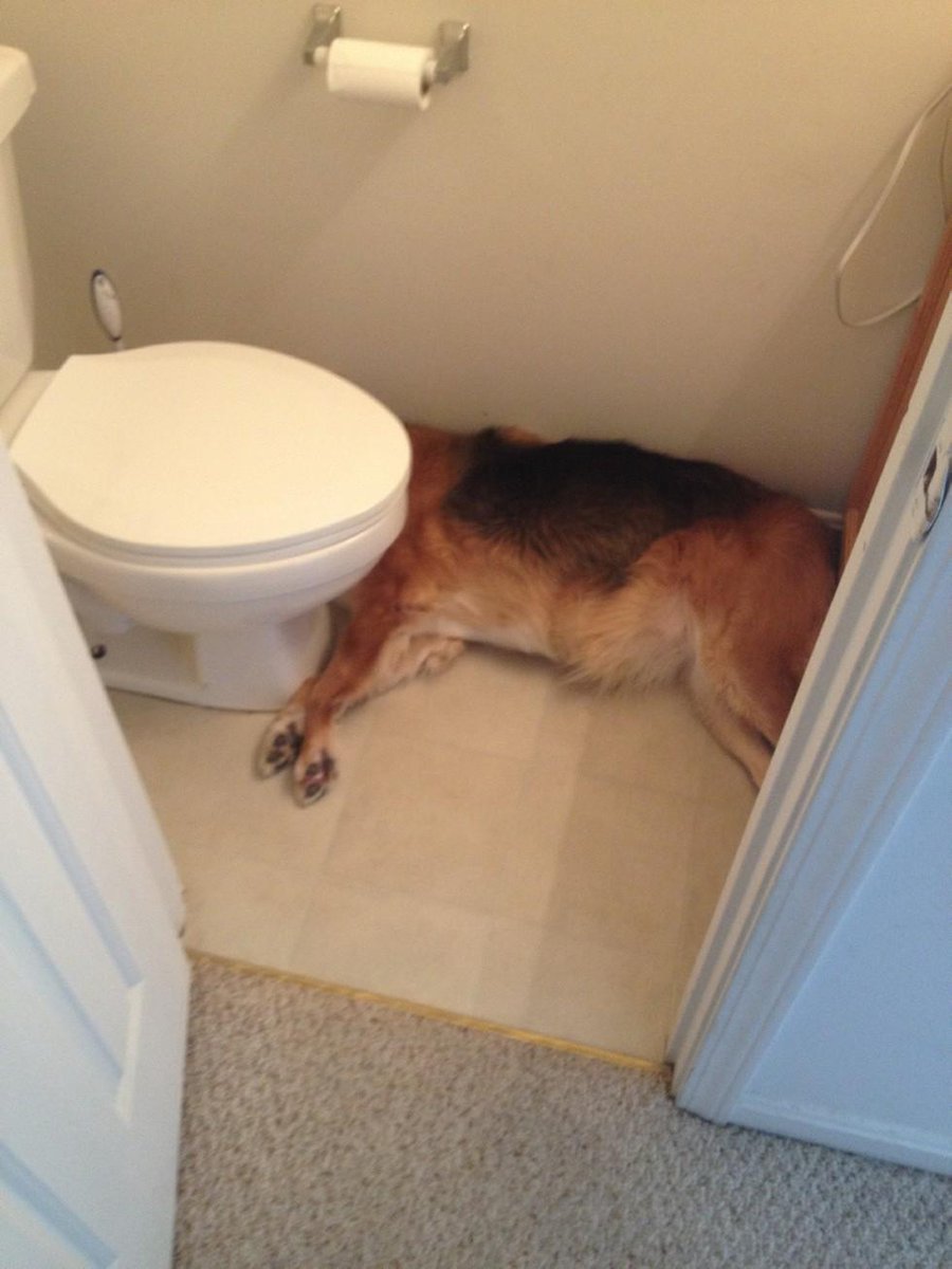 dodo's tweet photo. 11 pets who are still recovering from last night http://t.co/QYGzjdLDIP http://t.co/c2ZsxyR29b
