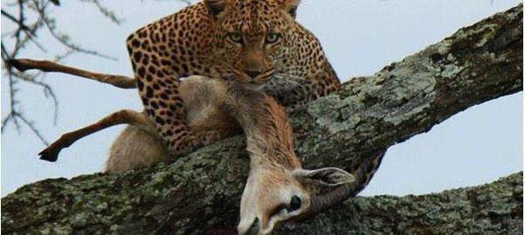 FunnyPicsDepot's tweet photo. Niggaz tonight gon be like "bruh she good I got her" http://t.co/YSmxbbDkMz