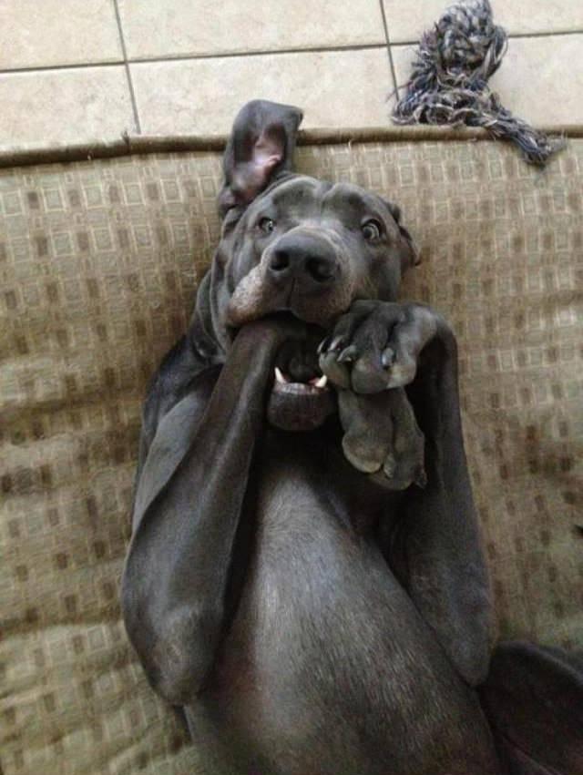 UberPets's tweet photo. Nom nom.. http://t.co/foVj2Y4t3m