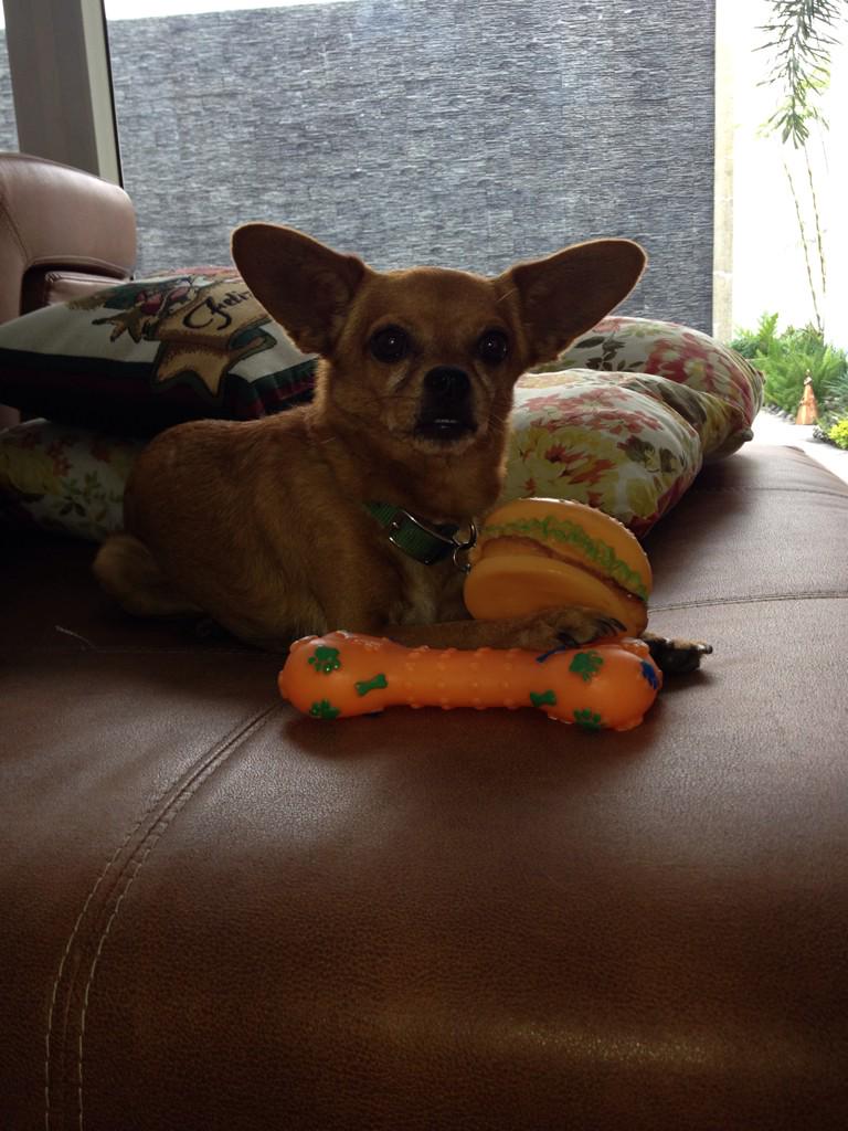 PitiRoditti's tweet photo. @DiegoSpotorno Diego soy tu vecina Vanessa se salió mi Chihuahua ayúdame estoy desesperada se salió de los olivos http://t.co/r9O0z6lFQT