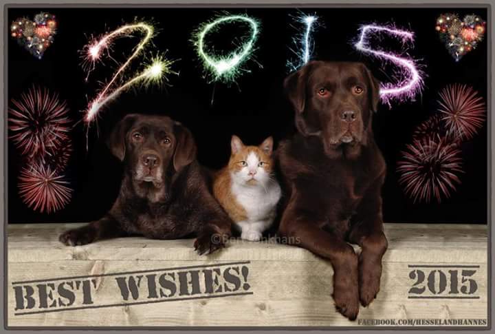 <a href="/AlexandraLSmit2/">George, Serial Killer of Inanimate Objects</a> <a href="/masterkillercat/">Master Killer Cat</a> Happy New Year!