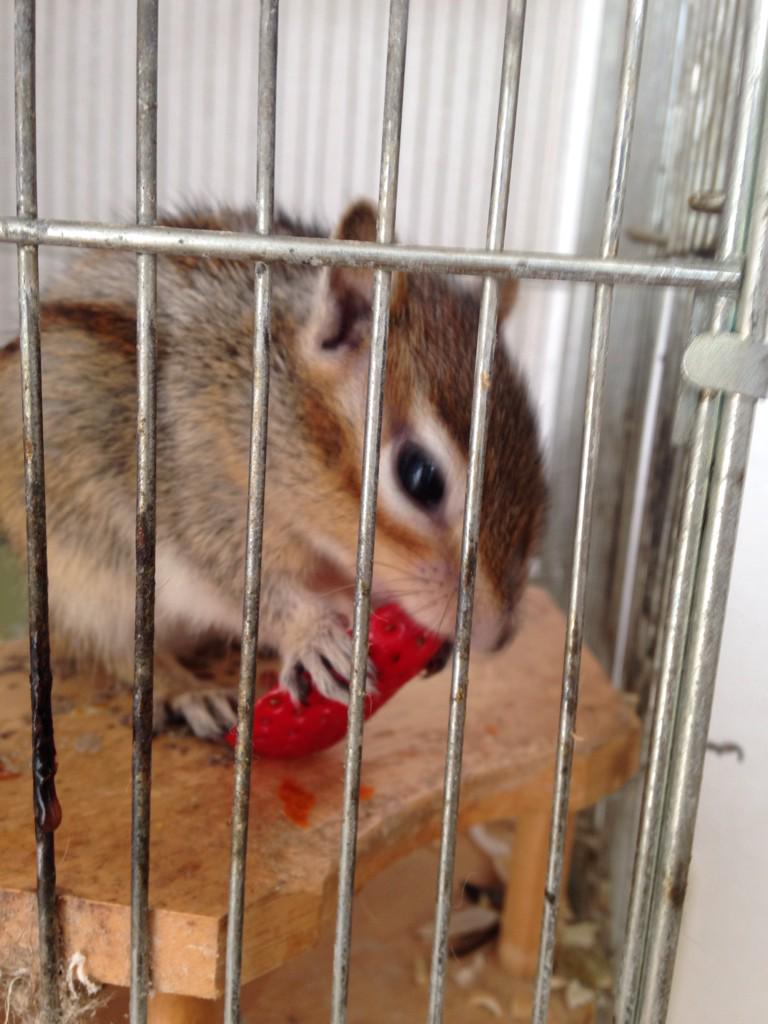 FuwariAi's tweet photo. あけましておめでとうございます！
お正月だから、りーちゃんにもイチゴのごちそ��です。 http://t.co/lq7j8rTcA8
