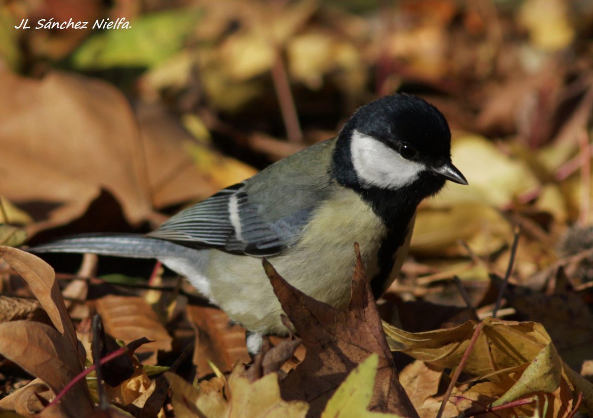 31/12/2014. Carbonero común (Parus major). Jardín del Príncipe, Aranjuez, Madrid. #AvesDeTwitter #BirdsInTwitter
