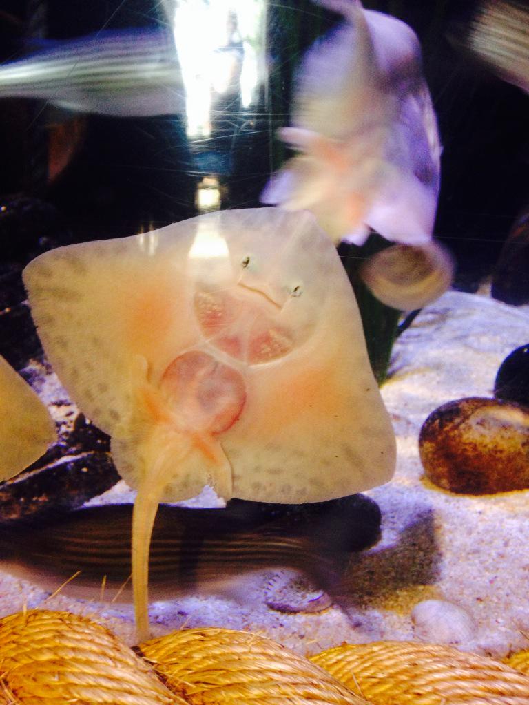 network_truth's tweet image. Look at how amazing our creator is! He made this cute thing that's smiling at me! 🙏 how can u say God doesn't exist?