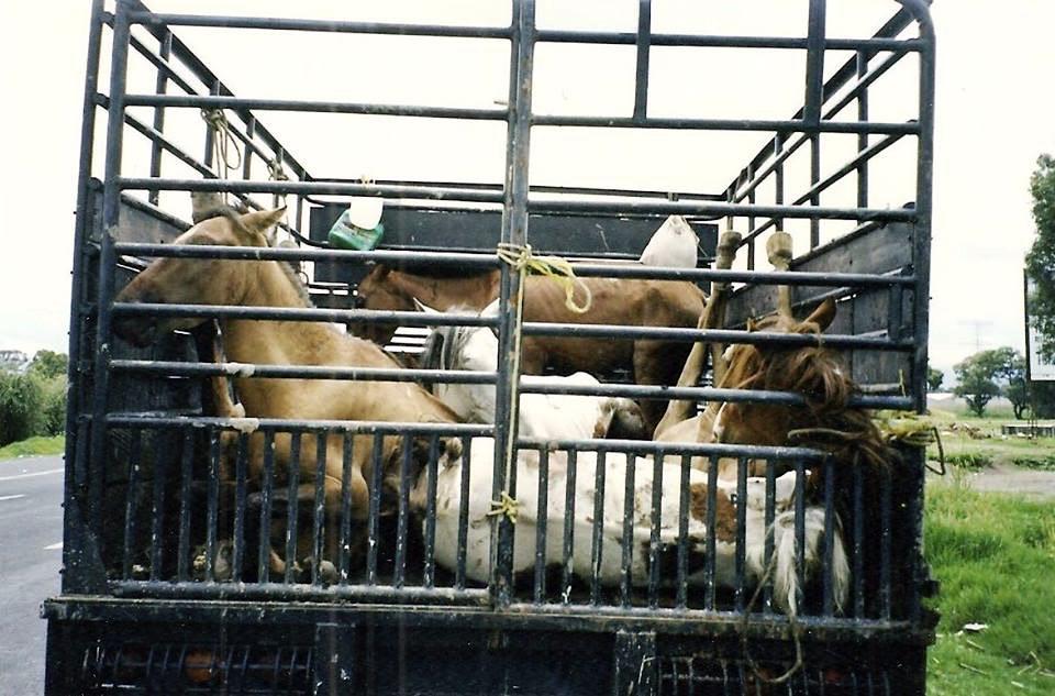 SaveAnEquine's tweet photo. @CNN This is a photo of horses that have fallen in a trailer on their way to the slaughter house. http://t.co/dzHUEtIFR3