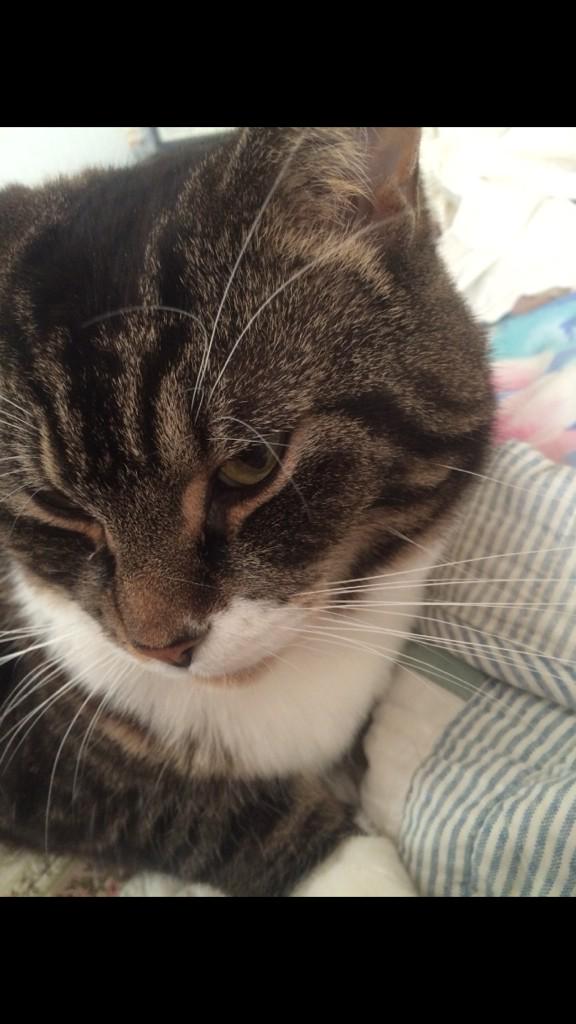 JulieBrown298's tweet photo. @sparklecatcat got a lot to learn eh??!! #dizzykitty He is soooo much like Buster!! He's a right donut! http://t.co/pKWu78z0HO