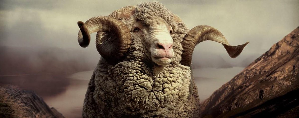 Sakiko Osawa やばい 超勇敢な羊の写真みつけちゃった 超かっこいい 年賀状にしたい Http T Co N3zdbhmlz2 Twitter