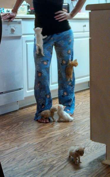 StumblerVideos's tweet photo. People who have cats will understand. http://t.co/EmpOdW9kb1