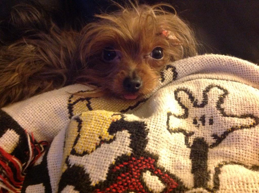 BlakeFirebug00's tweet image. Selfie!,🐺