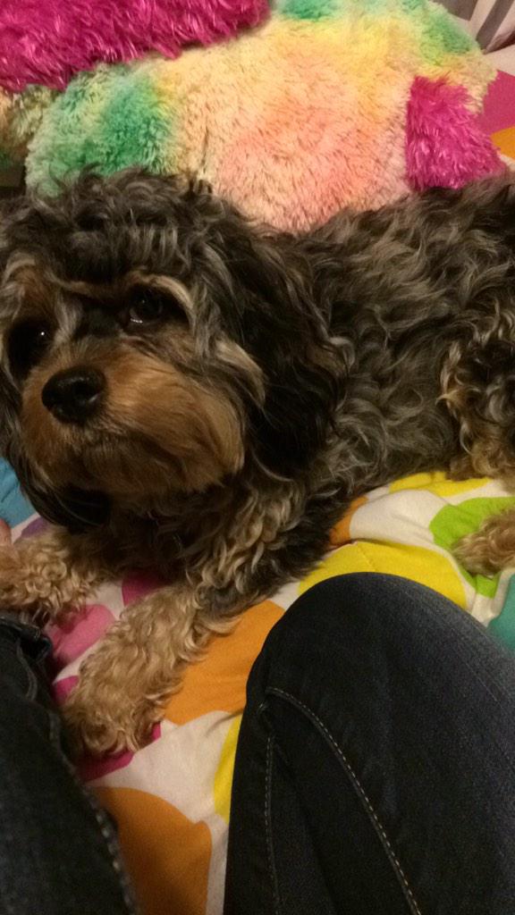 keepercockapoo's tweet image. Happy New Year! 🎊