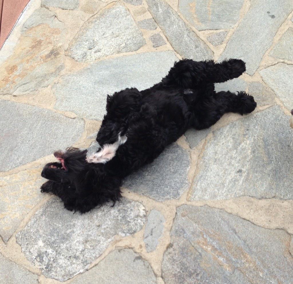 Roselyn_Sanchez's tweet photo. RIP my beloved Jack. U gave me 13 amazing yrs. Asi te voy a recordar...relax y sonriendo. Te AMO con todo mi corazon http://t.co/LJhIbwqUtc