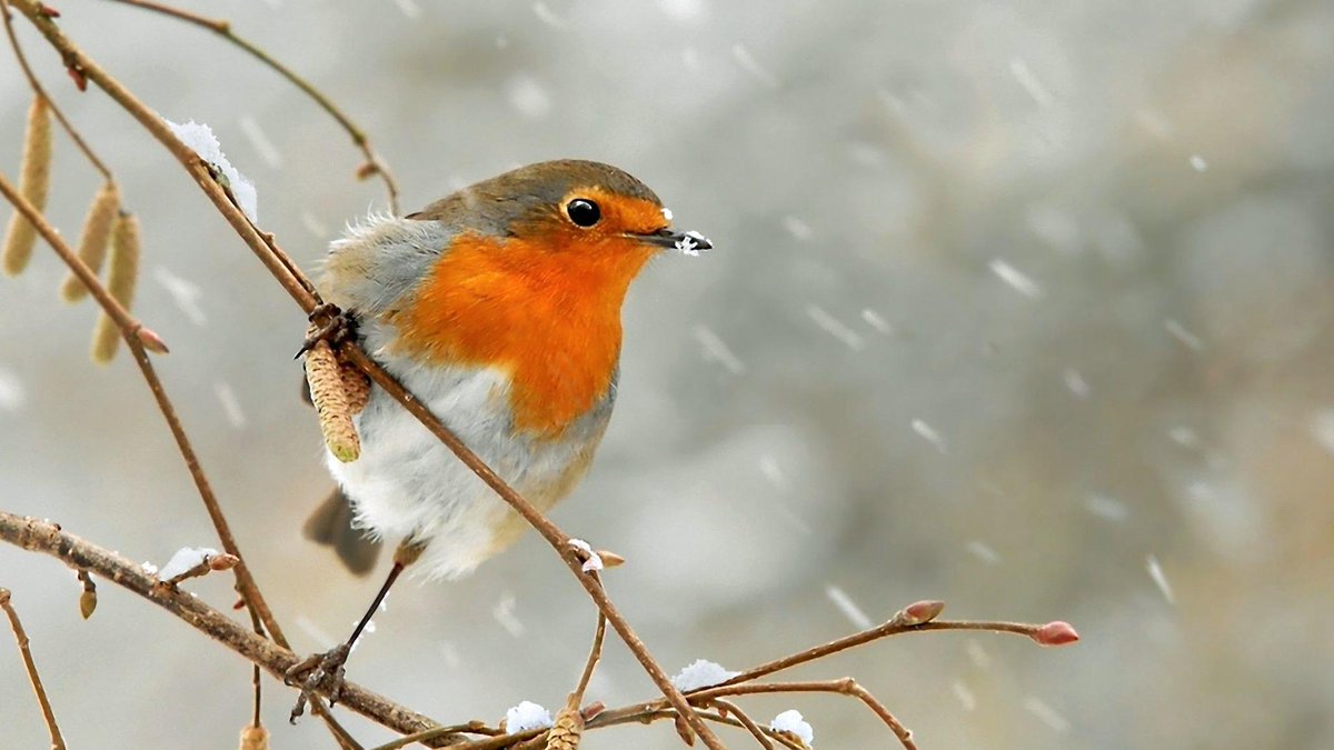 FreeNeverSaid's tweet photo. #Neige #Robin #FreeNeverSaid
Amo ascoltare il silenzio della neve che fiocca http://t.co/z0Y9oJe1qy