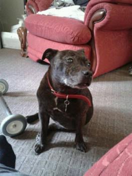 URGENT ELDERLY DOG MISSING Brindle Staffordshire Bull Terrier Female In #KETTERING (NN16) #northamptonshire Pls RT