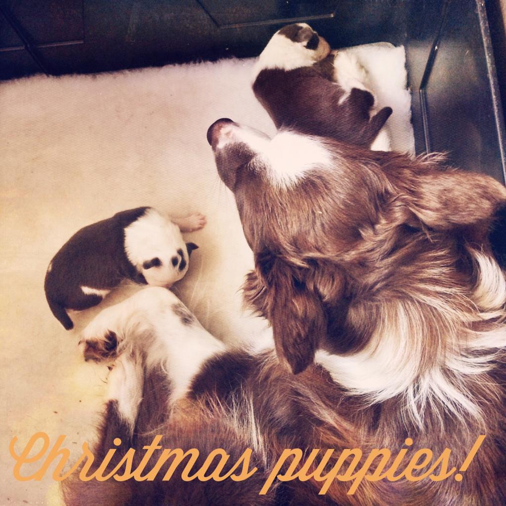 k9 tales (@k9tales) | Twitter