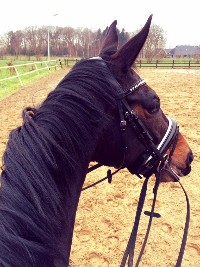 Het nieuwe jaar goed begonnen met een fijne training van beide paarden! :) #heerlijk #koud