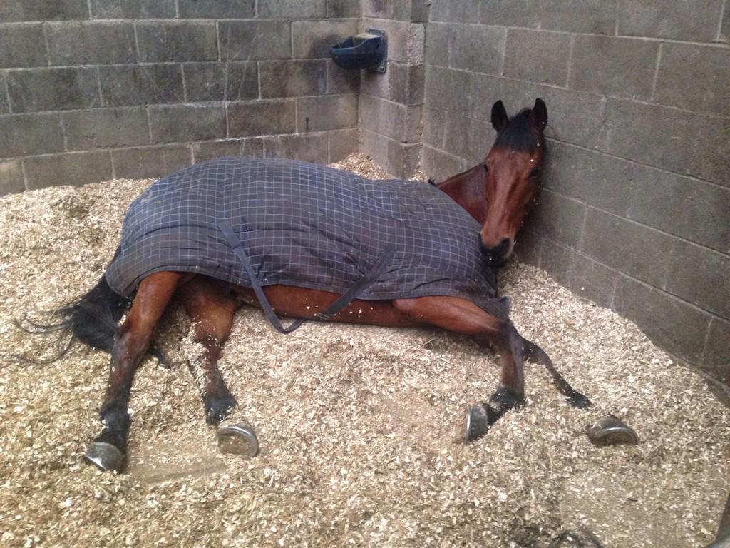 KillosseryLodge's tweet image. Starting the year as he means to continue #lazypony #happypony