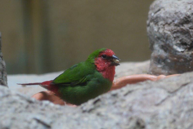 鳥の化身 (@mikoaisa112) / Posts / X