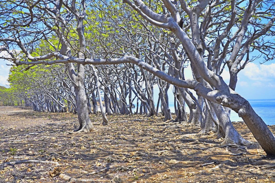 keindahan <a href="/KabSumenep/">Pemkab_Sumenep</a> @SeputarSumenep #giligenteng #beach #photography #passion