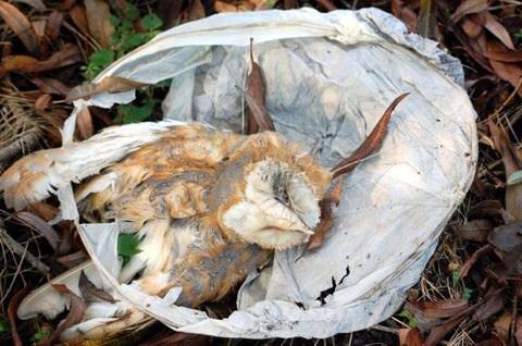Vandaag 17 wensbalonnen opgeruimd, uit de natuur, beter niet meer gebruiken( foto @ dieballon)