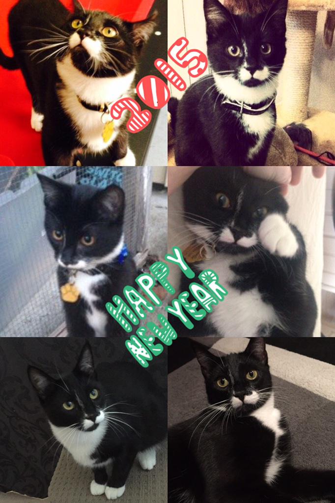 Happy New Year to all my beautiful furrriends! I look forward to sharing 2015 with you!#toomanytotag #CatsOfTwitter