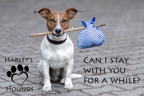 URGENTLY NEEDED: foster homes in your area! Could you provide a short term home for a dog in need?