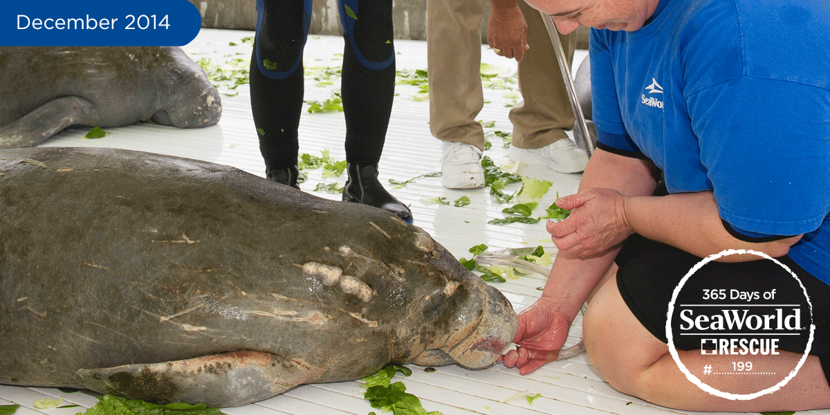 SeaWorldRescue's tweet photo. This is the 2nd cold-stressed manatee SeaWorld helped rescue this week &amp; he is being treated w/ fluids &amp; antibiotics. http://t.co/q1OxGZmpt3