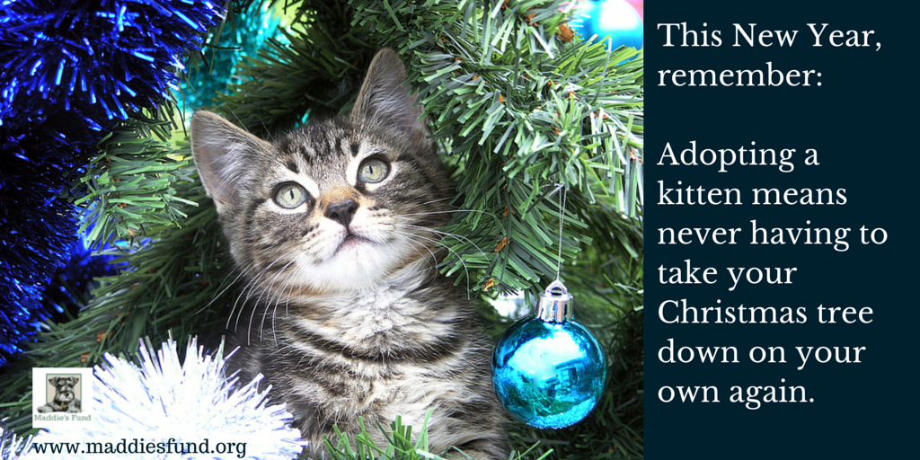 maddiesadopt's tweet photo. Happy 2015 from all of us at Maddie's Fund! http://t.co/pF3bsBEaB8