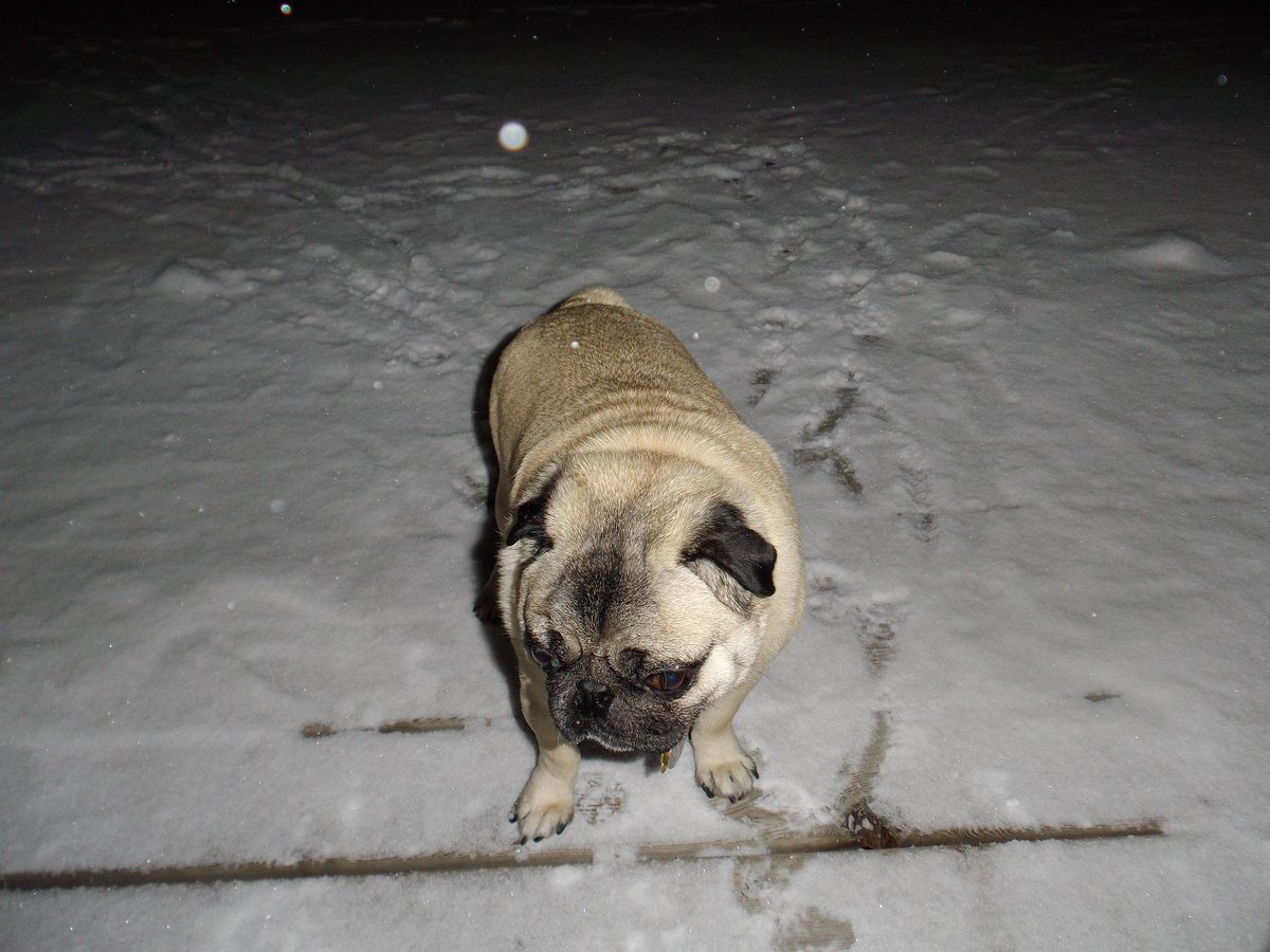 winstonubrown's tweet photo. @IrrelevantShow i can bee on yur show becauz i am a vary pawsitive pug and i listen 2 the radio #cbc #pugslive http://t.co/ay6cHvUvQM