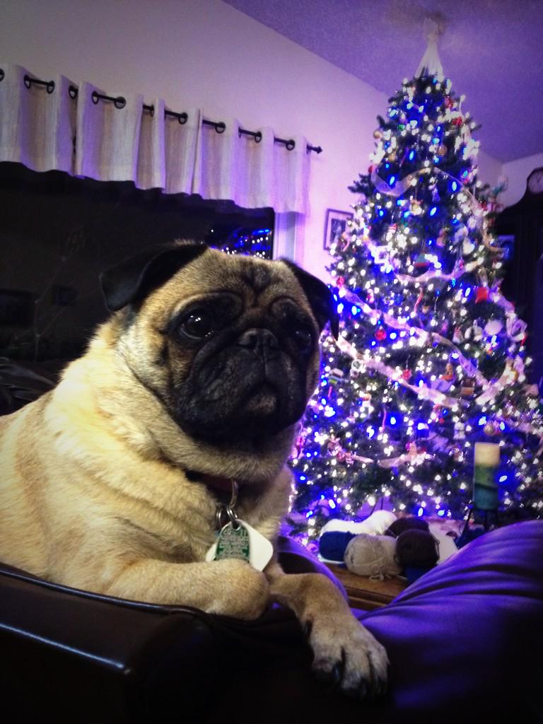 NorthernPug's tweet photo. Happy 2015!! May your humans be happy &amp; healthy and your bowls always full of kibble 🎉🎉 http://t.co/7Aor5mFk5L