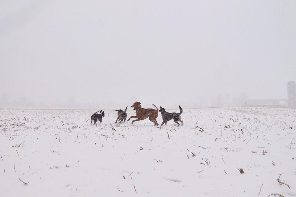 Starting off 2015 with snow, puppies and adventures.
