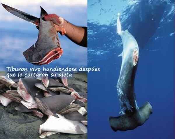 subversivos_'s tweet photo. Ellos no pueden hablar pero tu si lo puedes hacer, denuncia a los #animales que hacen esto a los tiburones http://t.co/LITLku0SgP