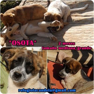 REFUGIOLACANDEL's tweet image. #ADOPTA  este amor #OSOTA no te dejará indiferente su presencia!! Conoce su historia buff.ly/1BhPFk8 #ACOGE