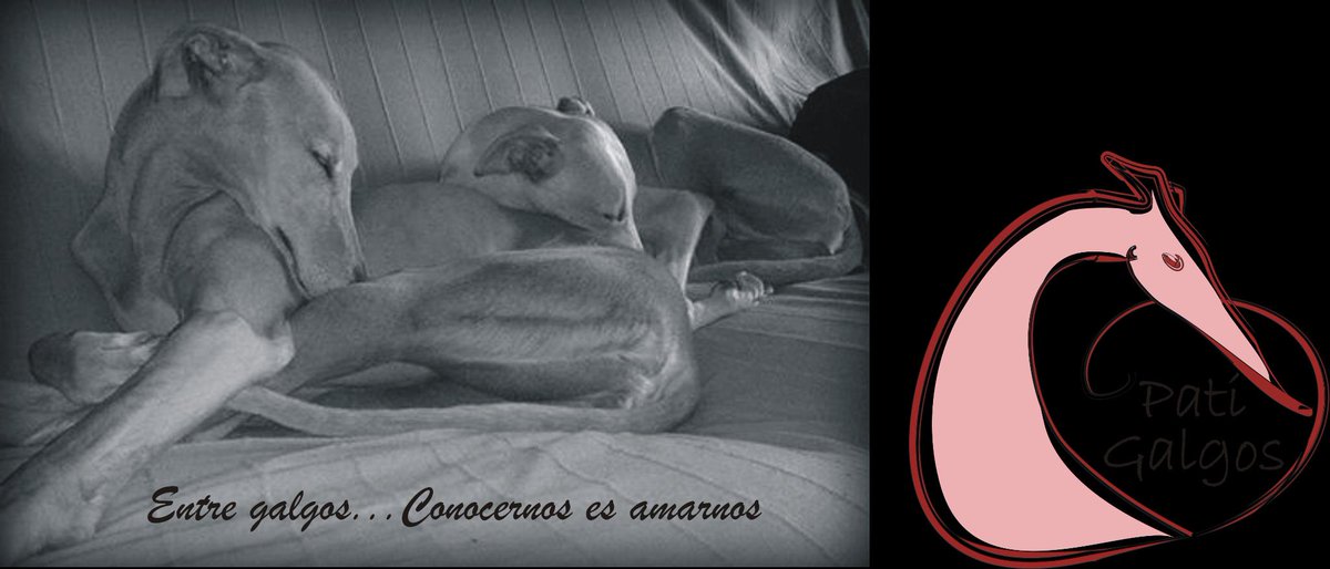 patigalgos's tweet image. Os invitamos a conocer nuestro blog sobre galgos y podencos. 
thempsbox.blogspot.com.es