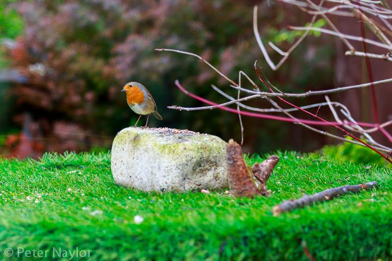 PetesPhotoz's tweet photo. Long time since I posted but I got a new lens fer Christmas and what better first pic at Christmas time than a Robin http://t.co/uahjLkucTS
