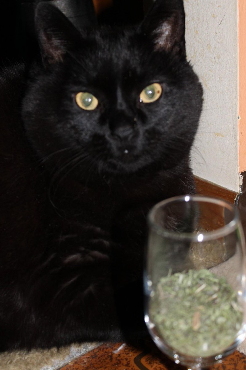 weightlosscat's tweet image. Happy new year everyone! Me & Bob toasted champagne glasses full of #catnip from #crackforkitty