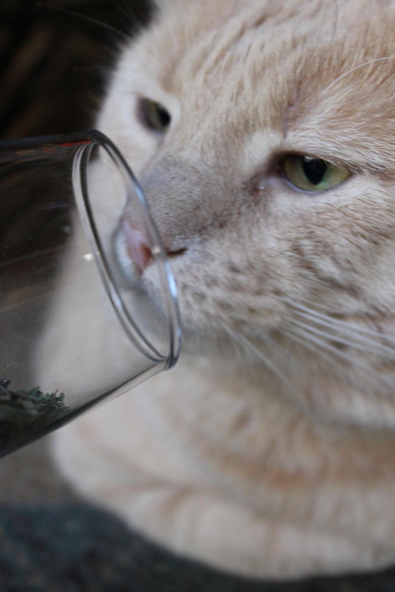 weightlosscat's tweet image. Happy new year everyone! Me & Bob toasted champagne glasses full of #catnip from #crackforkitty