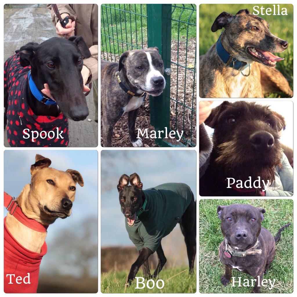 RetroCoolDH's tweet photo. So there a dog for everyone @NWDogRescue Here are our most urgent 7, please RT and make their New Year ta x http://t.co/b5DMyxi3ho