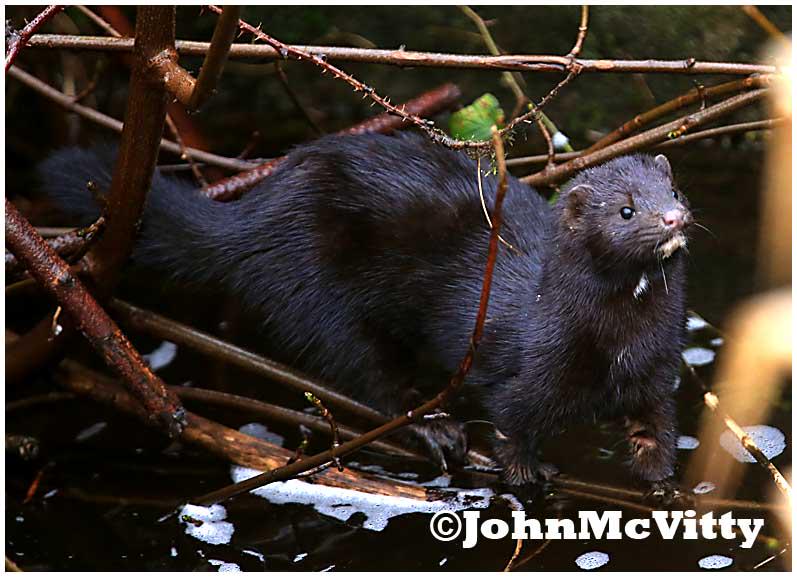 JohnMcVittyPix's tweet image. Photographed this #mink as it searches for food on the banks of @DrowesFishery #newyearsday #firstsalmon #angling