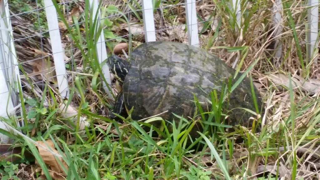 pierce451's tweet image. Happy New Year to you