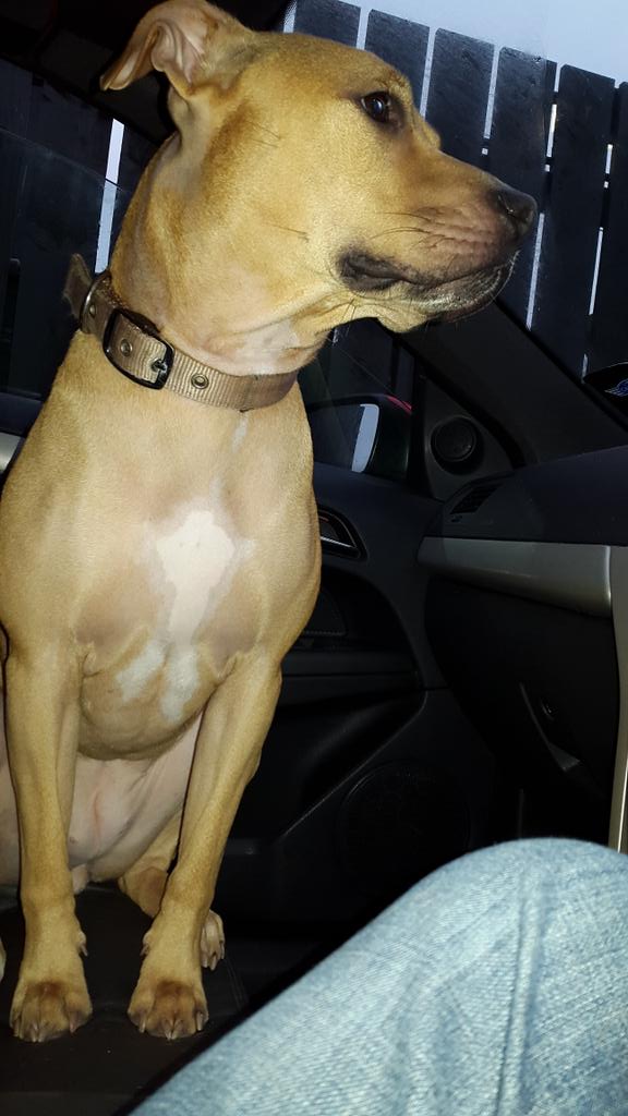 gdavies683's tweet photo. I am fed up of waiting for my macdonalds. Why did we use the drive through?😕🐈🍔🍟#staffies  #drivethroughs http://t.co/uRHkiJqon3