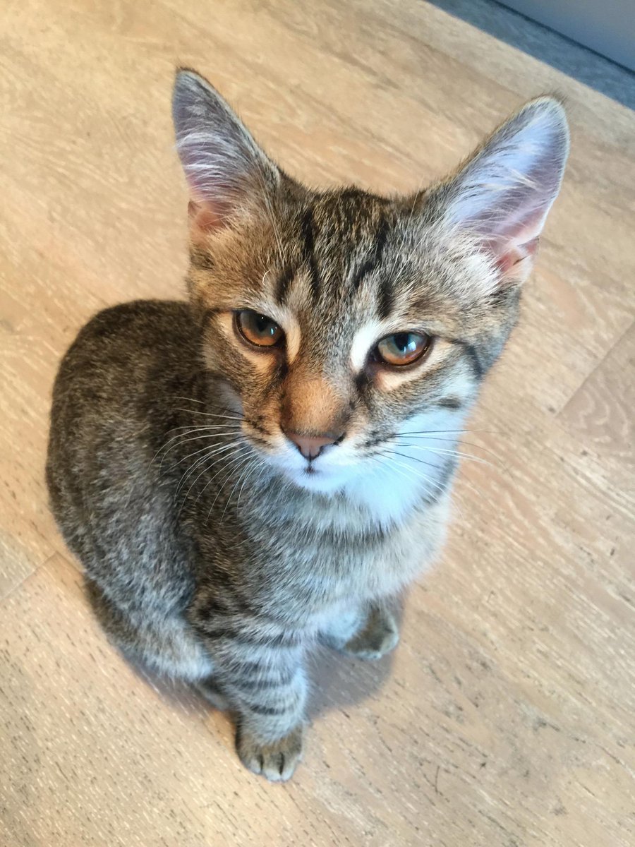 Raheem Kitty tweet media