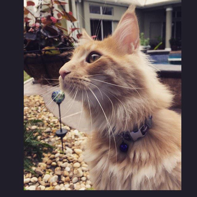 jEllie1108's tweet photo. Can it still be considered photography is the subject is my cat? 😳 http://t.co/XQ1tfibPYx