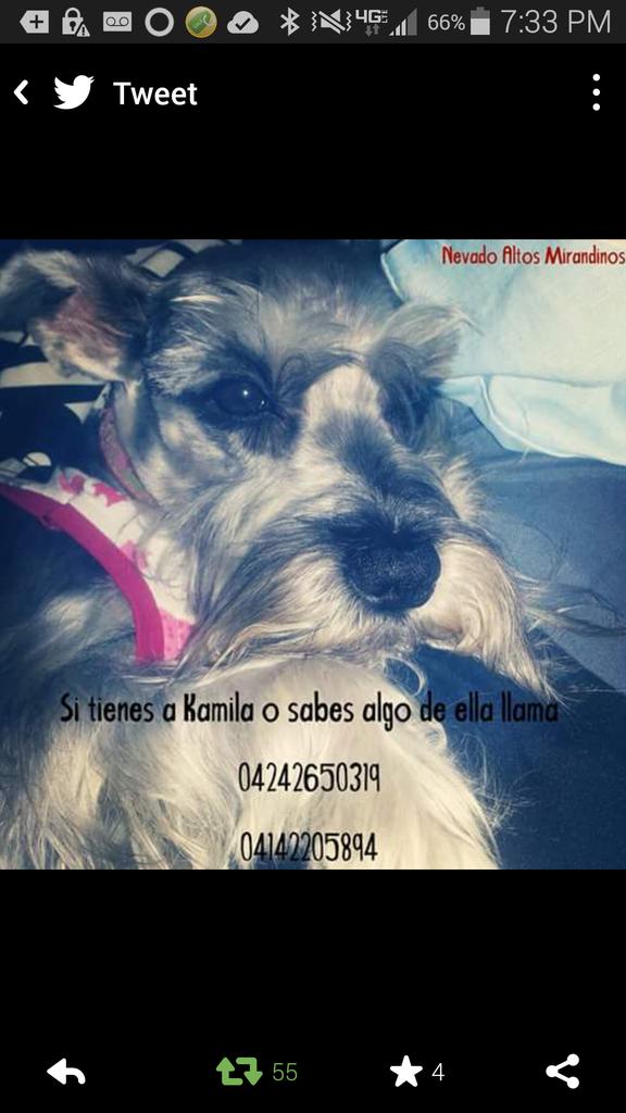 chichi tweet media